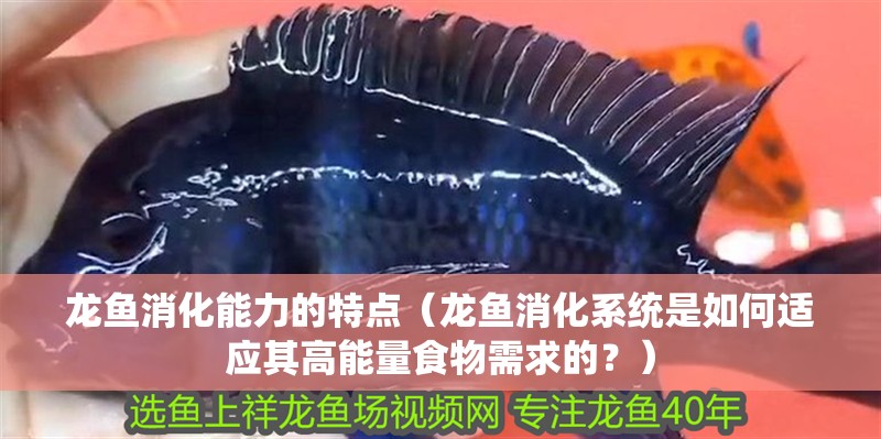 龍魚消化能力的特點（龍魚消化系統是如何適應其高能量食物需求的？）