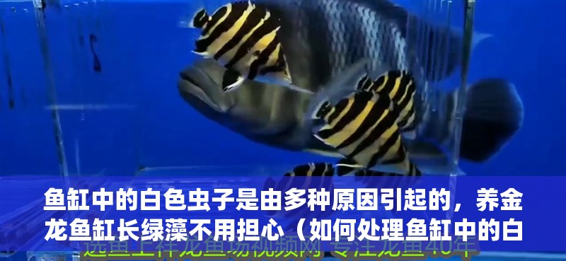 魚缸中的白色蟲子是由多種原因引起的，養金龍魚缸長綠藻不用擔心（如何處理魚缸中的白色蟲子）
