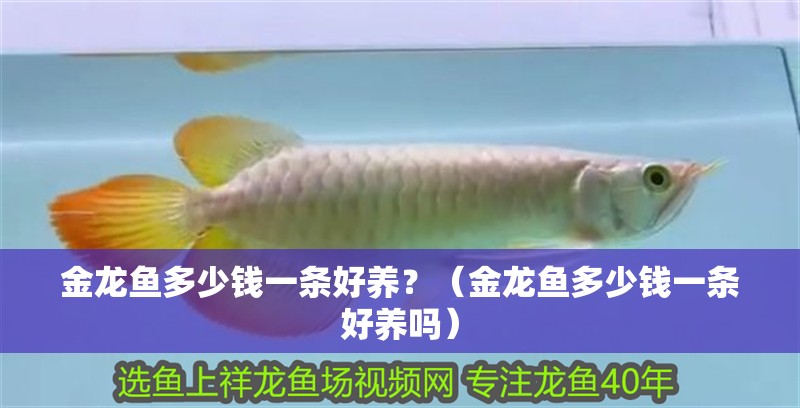 金龍魚多少錢一條好養？（金龍魚多少錢一條好養嗎）