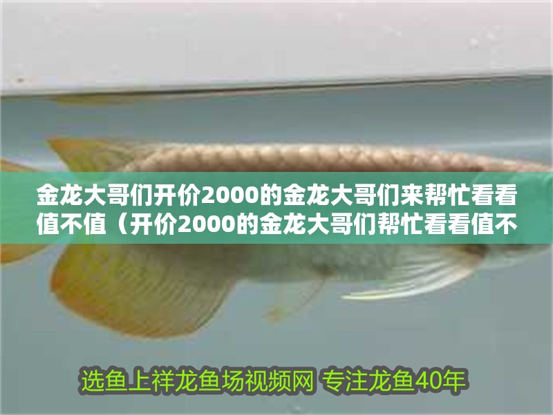 金龍大哥們開價2000的金龍大哥們來幫忙看看值不值（開價2000的金龍大哥們幫忙看看值不值）