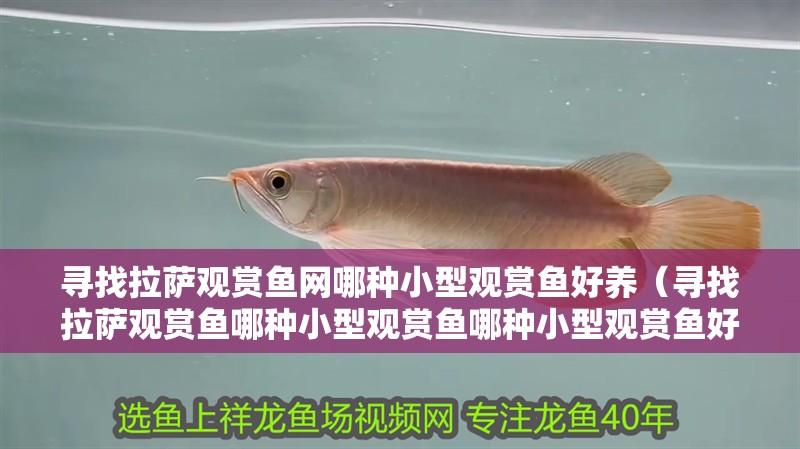 尋找拉薩觀賞魚網(wǎng)哪種小型觀賞魚好養(yǎng)（尋找拉薩觀賞魚哪種小型觀賞魚哪種小型觀賞魚好養(yǎng)活）