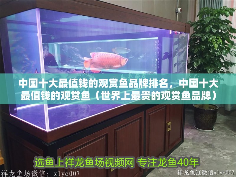 中國十大最值錢的觀賞魚品牌排名，中國十大最值錢的觀賞魚（世界上最貴的觀賞魚品牌）