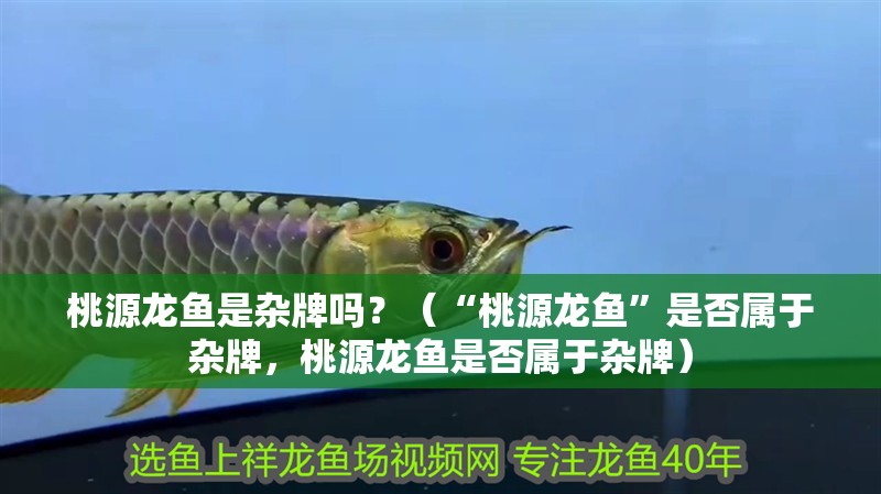 桃源龍魚是雜牌嗎？（“桃源龍魚”是否屬于雜牌，桃源龍魚是否屬于雜牌）