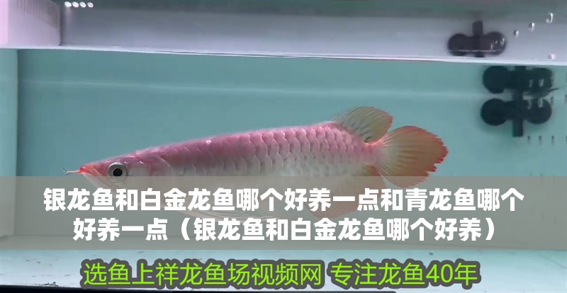 銀龍魚和白金龍魚哪個好養一點和青龍魚哪個好養一點（銀龍魚和白金龍魚哪個好養）