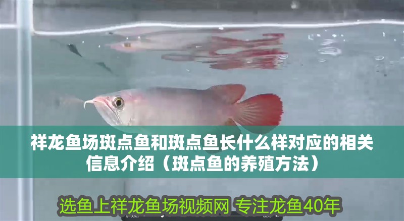 祥龍魚場斑點魚和斑點魚長什么樣對應的相關信息介紹（斑點魚的養殖方法）