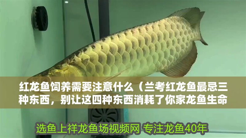紅龍魚飼養需要注意什么（蘭考紅龍魚最忌三種東西，別讓這四種東西消耗了你家龍魚生命）