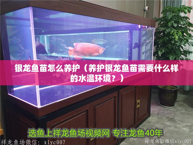 銀龍魚苗怎么養護（養護銀龍魚苗需要什么樣的水溫環境？） 銀龍魚苗怎么養護（養護銀龍魚苗需要什么樣的水溫環境？） 觀賞魚百科