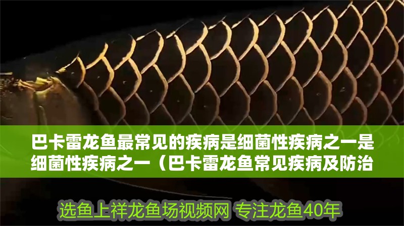 巴卡雷龍魚最常見的疾病是細(xì)菌性疾病之一是細(xì)菌性疾病之一（巴卡雷龍魚常見疾病及防治方法）