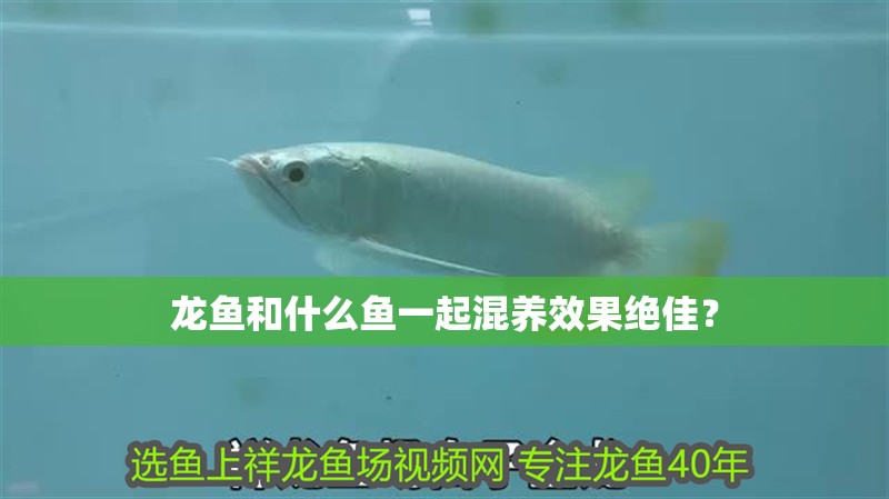 龍魚和什么魚一起混養(yǎng)效果絕佳？