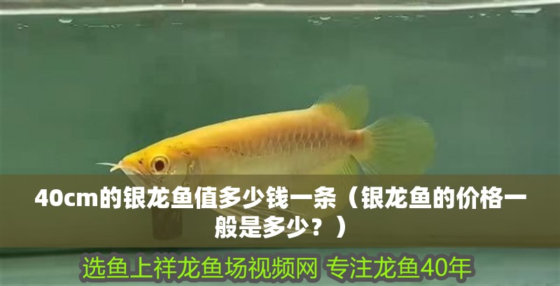 40cm的銀龍魚值多少錢一條（銀龍魚的價格一般是多少？） 40cm的銀龍魚值多少錢一條（銀龍魚的價格一般是多少？） 觀賞魚百科