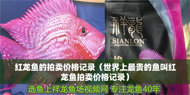 紅龍魚的拍賣價格記錄（世界上最貴的魚叫紅龍魚拍賣價格記錄）
