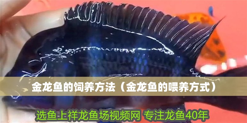 金龍魚的飼養方法（金龍魚的喂養方式）