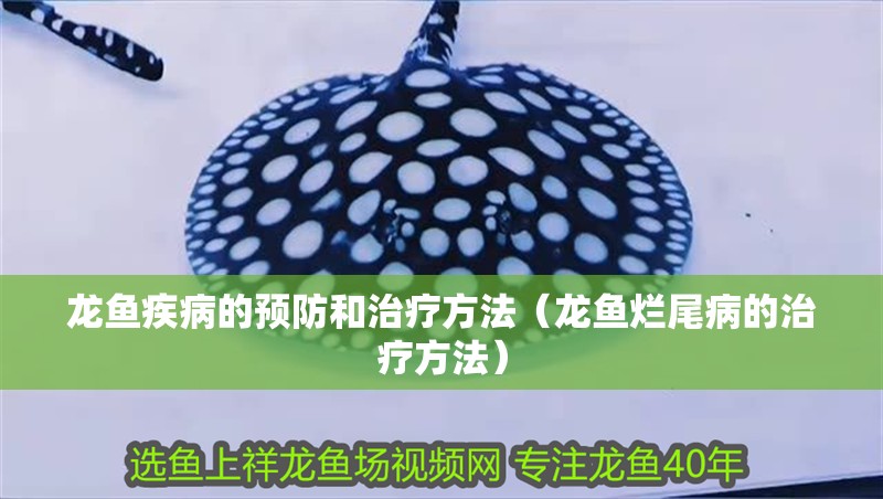 龍魚疾病的預防和治療方法（龍魚爛尾病的治療方法）