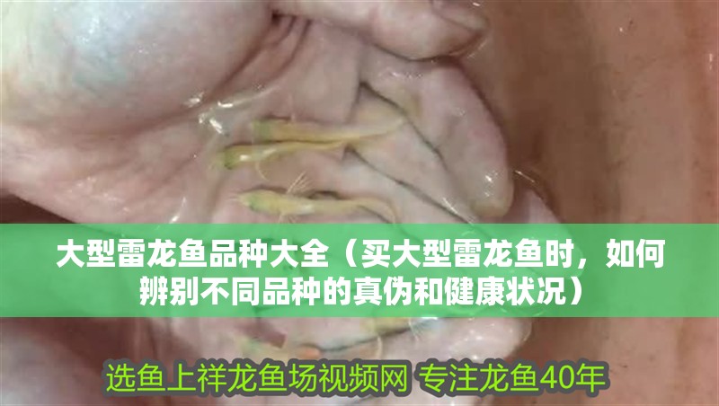 大型雷龍魚品種大全（買大型雷龍魚時，如何辨別不同品種的真偽和健康狀況）