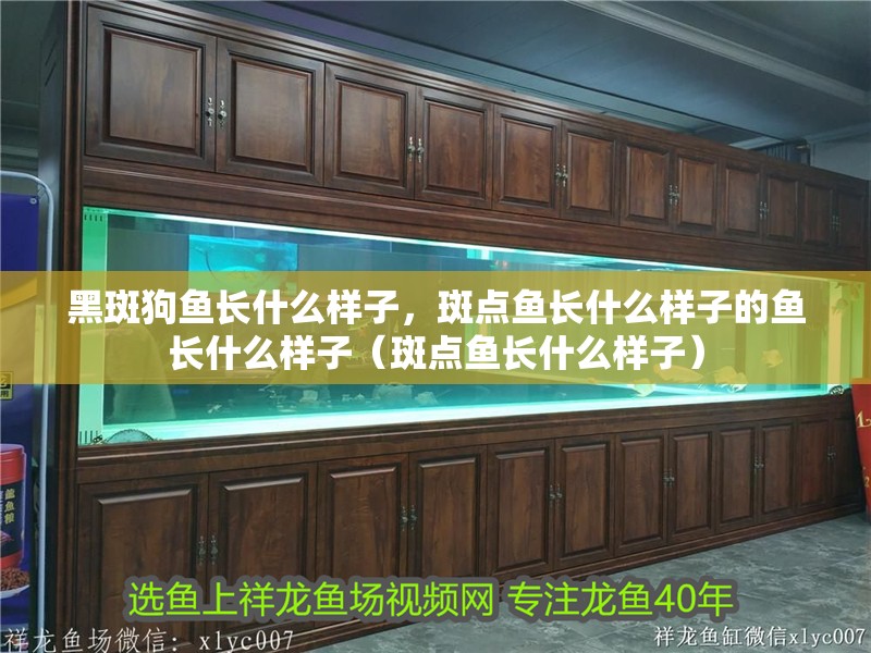 黑斑狗魚長什么樣子，斑點魚長什么樣子的魚長什么樣子（斑點魚長什么樣子）