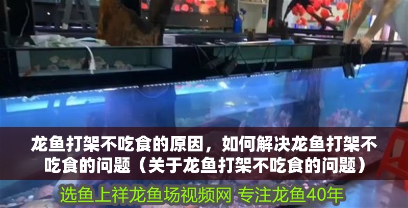 龍魚打架不吃食的原因，如何解決龍魚打架不吃食的問題（關于龍魚打架不吃食的問題）