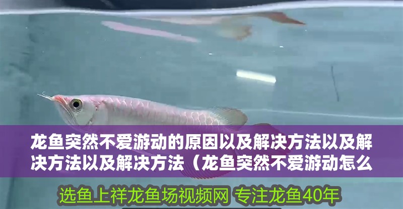 龍魚突然不愛游動的原因以及解決方法以及解決方法以及解決方法（龍魚突然不愛游動怎么辦）