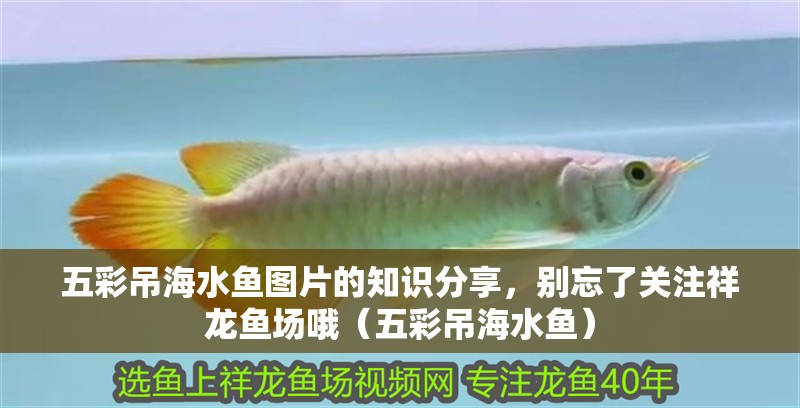 五彩吊海水魚圖片的知識分享，別忘了關注祥龍魚場哦（五彩吊海水魚）