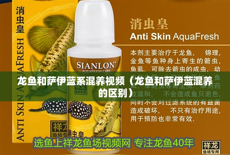 龍魚和薩伊藍系混養視頻（龍魚和薩伊藍混養的區別） 龍魚和薩伊藍系混養視頻（龍魚和薩伊藍混養的區別） 觀賞魚百科