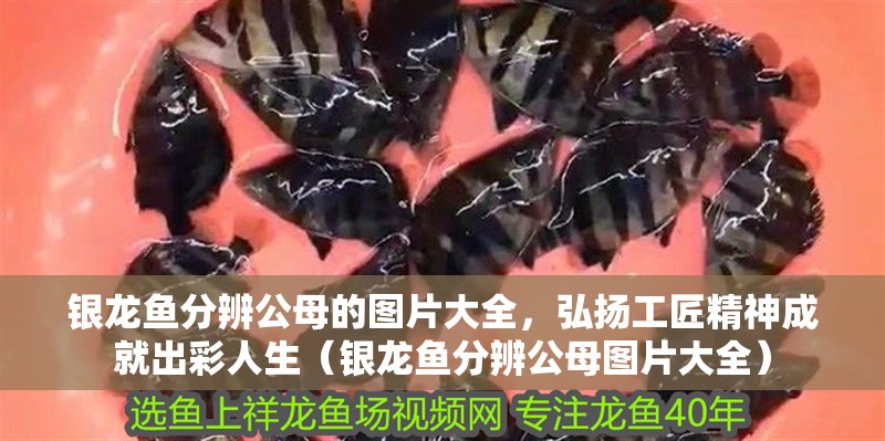銀龍魚分辨公母的圖片大全，弘揚(yáng)工匠精神成就出彩人生（銀龍魚分辨公母圖片大全）