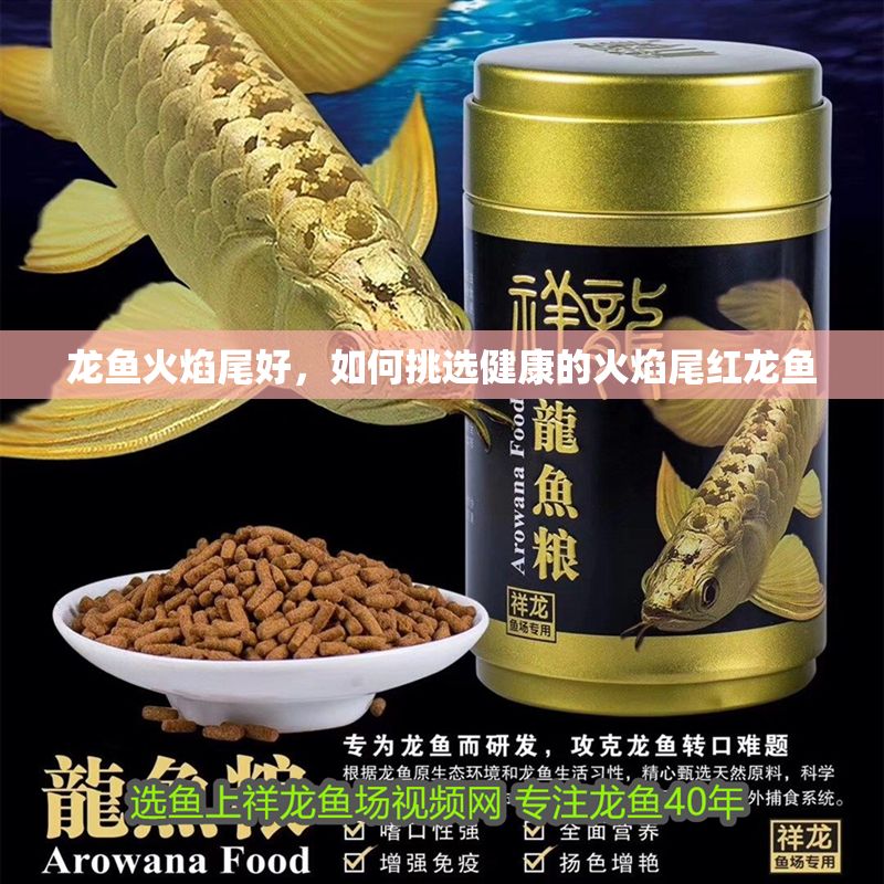 龍魚(yú)火焰尾好，如何挑選健康的火焰尾紅龍魚(yú)