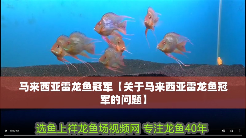 馬來西亞雷龍魚冠軍【關于馬來西亞雷龍魚冠軍的問題】