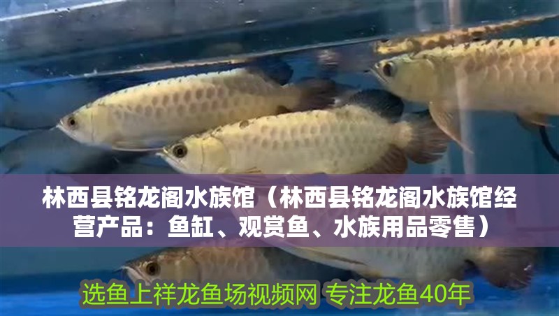 林西縣銘龍閣水族館（林西縣銘龍閣水族館經(jīng)營產(chǎn)品：魚缸、觀賞魚、水族用品零售）