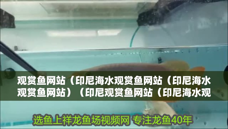 觀賞魚網站（印尼海水觀賞魚網站（印尼海水觀賞魚網站）（印尼觀賞魚網站（印尼海水觀賞魚網站（印尼海水觀賞魚網站））