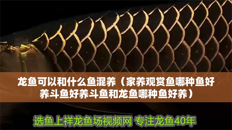 龍魚可以和什么魚混養（家養觀賞魚哪種魚好養斗魚好養斗魚和龍魚哪種魚好養）