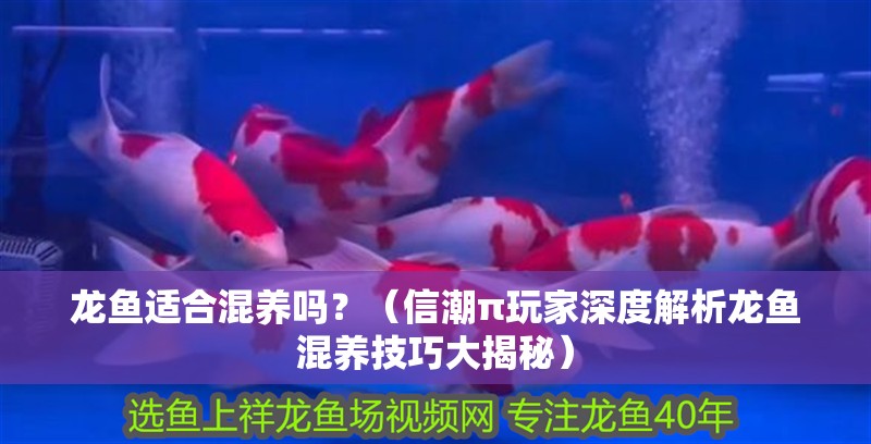 龍魚適合混養嗎？（信潮π玩家深度解析龍魚混養技巧大揭秘）