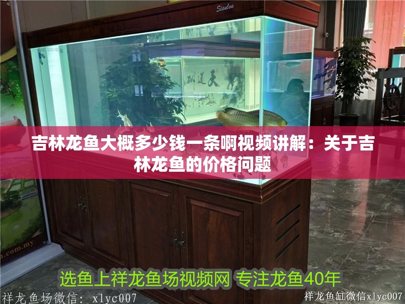 吉林龍魚大概多少錢一條啊視頻講解：關于吉林龍魚的價格問題