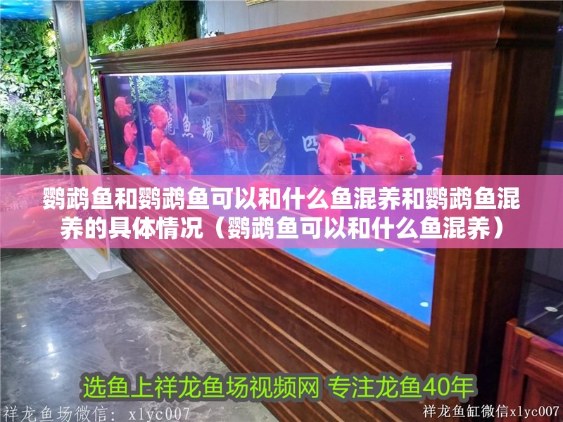 鸚鵡魚和鸚鵡魚可以和什么魚混養和鸚鵡魚混養的具體情況（鸚鵡魚可以和什么魚混養）