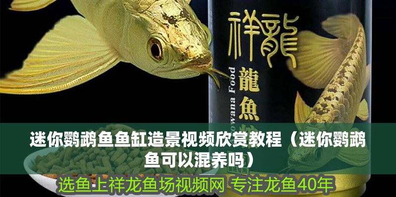 迷你鸚鵡魚魚缸造景視頻欣賞教程（迷你鸚鵡魚可以混養嗎）