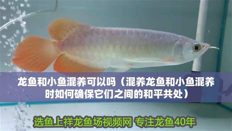 龍魚和小魚混養可以嗎（混養龍魚和小魚混養時如何確保它們之間的和平共處）