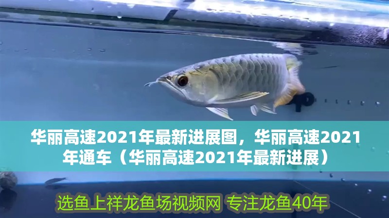 華麗高速2021年最新進(jìn)展圖，華麗高速2021年通車(chē)（華麗高速2021年最新進(jìn)展）