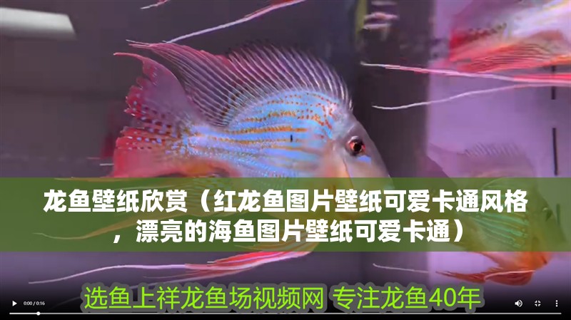 龍魚壁紙欣賞（紅龍魚圖片壁紙可愛卡通風格，漂亮的海魚圖片壁紙可愛卡通）