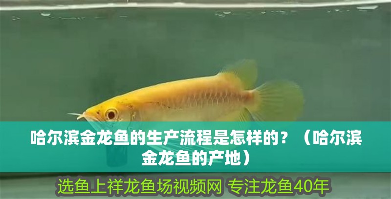 哈爾濱金龍魚的生產(chǎn)流程是怎樣的？（哈爾濱金龍魚的產(chǎn)地）