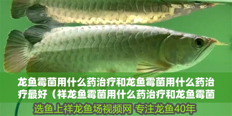 龍魚霉菌用什么藥治療和龍魚霉菌用什么藥治療最好（祥龍魚霉菌用什么藥治療和龍魚霉菌用什么藥治療最好）