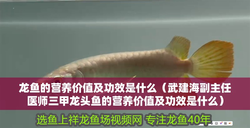 龍魚的營養價值及功效是什么（武建海副主任醫師三甲龍頭魚的營養價值及功效是什么）