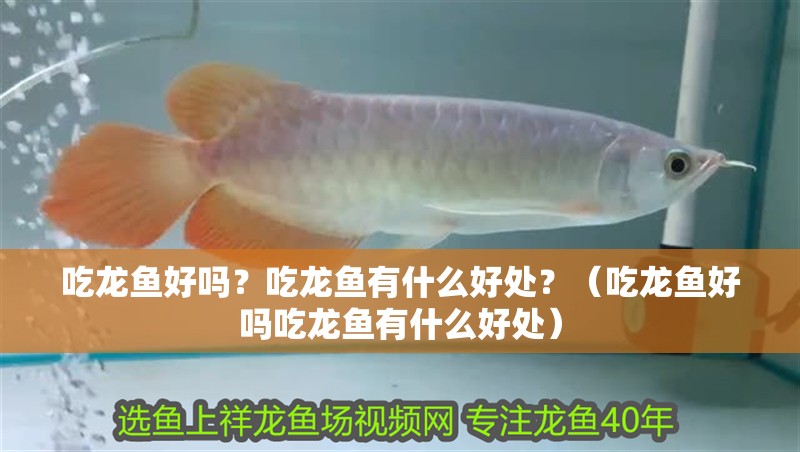 吃龍魚好嗎？吃龍魚有什么好處？（吃龍魚好嗎吃龍魚有什么好處） 吃龍魚好嗎？吃龍魚有什么好處？（吃龍魚好嗎吃龍魚有什么好處） 觀賞魚百科 第2張