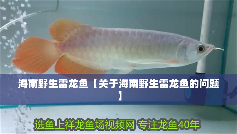 海南野生雷龍魚【關(guān)于海南野生雷龍魚的問題】
