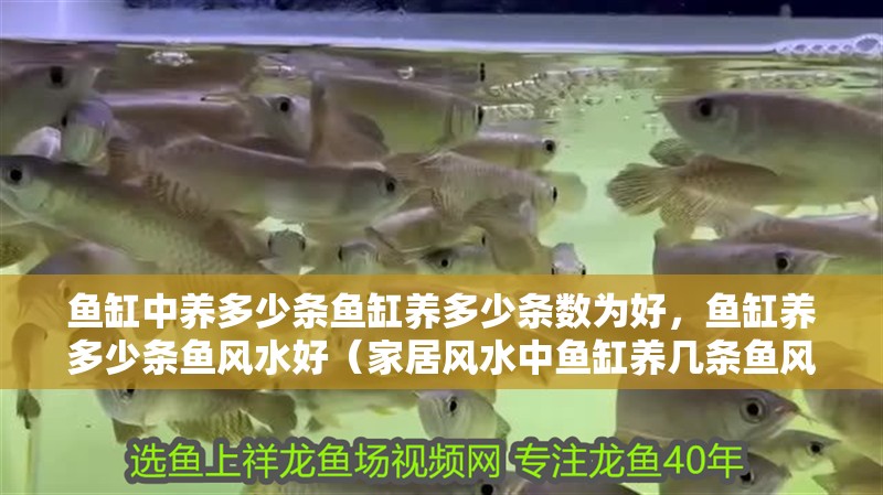 魚(yú)缸中養(yǎng)多少條魚(yú)缸養(yǎng)多少條數(shù)為好，魚(yú)缸養(yǎng)多少條魚(yú)風(fēng)水好（家居風(fēng)水中魚(yú)缸養(yǎng)幾條魚(yú)風(fēng)水好）