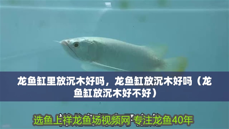 龍魚(yú)缸里放沉木好嗎，龍魚(yú)缸放沉木好嗎（龍魚(yú)缸放沉木好不好）