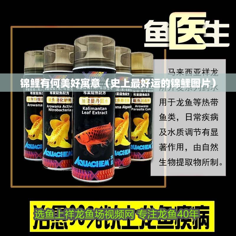 錦鯉有何美好寓意（史上最好運的錦鯉圖片）