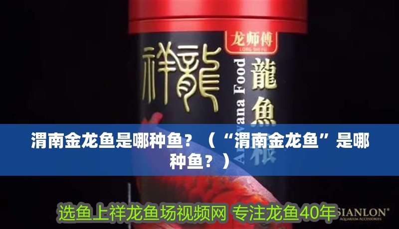 渭南金龍魚是哪種魚？（“渭南金龍魚”是哪種魚？） 渭南金龍魚是哪種魚？（“渭南金龍魚”是哪種魚？） 觀賞魚百科 第4張