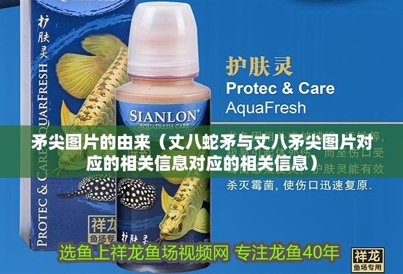 矛尖圖片的由來（丈八蛇矛與丈八矛尖圖片對應的相關信息對應的相關信息）