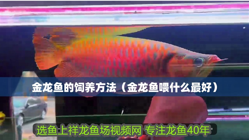 金龍魚的飼養(yǎng)方法（金龍魚喂什么最好）