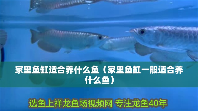 家里魚缸適合養什么魚（家里魚缸一般適合養什么魚）