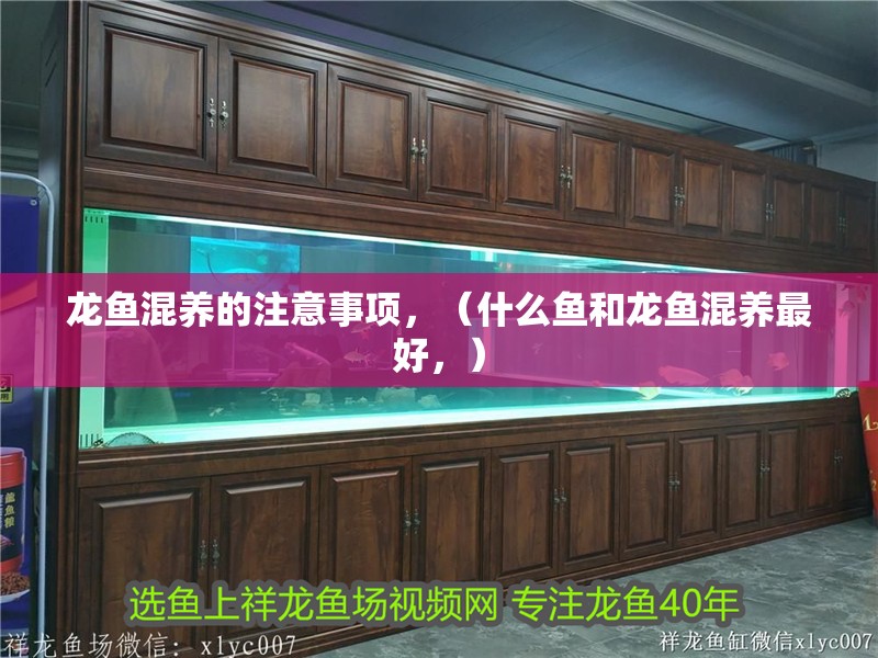 龍魚混養的注意事項，（什么魚和龍魚混養最好，）