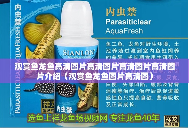 觀賞魚龍魚高清圖片高清圖片高清圖片高清圖片介紹（觀賞魚龍魚圖片高清圖）